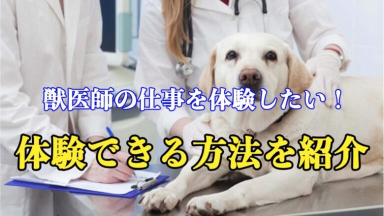 【小中学生向け】獣医師の仕事を体験するにはどうしたらいいの？気軽に体験できる方法を大紹介！