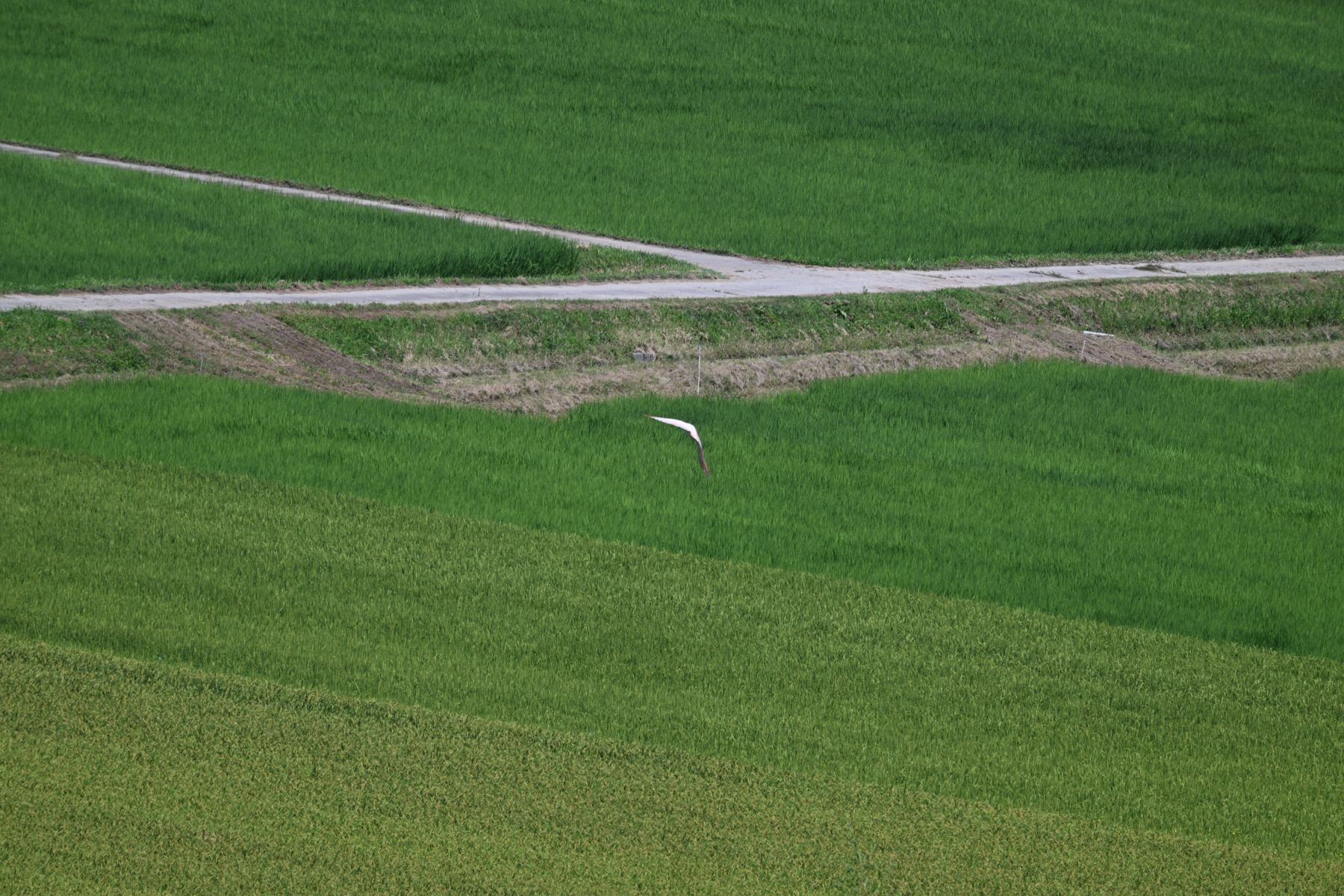 緑の田んぼの上を飛ぶトキ。鳥は画面の中に小さく写っている。