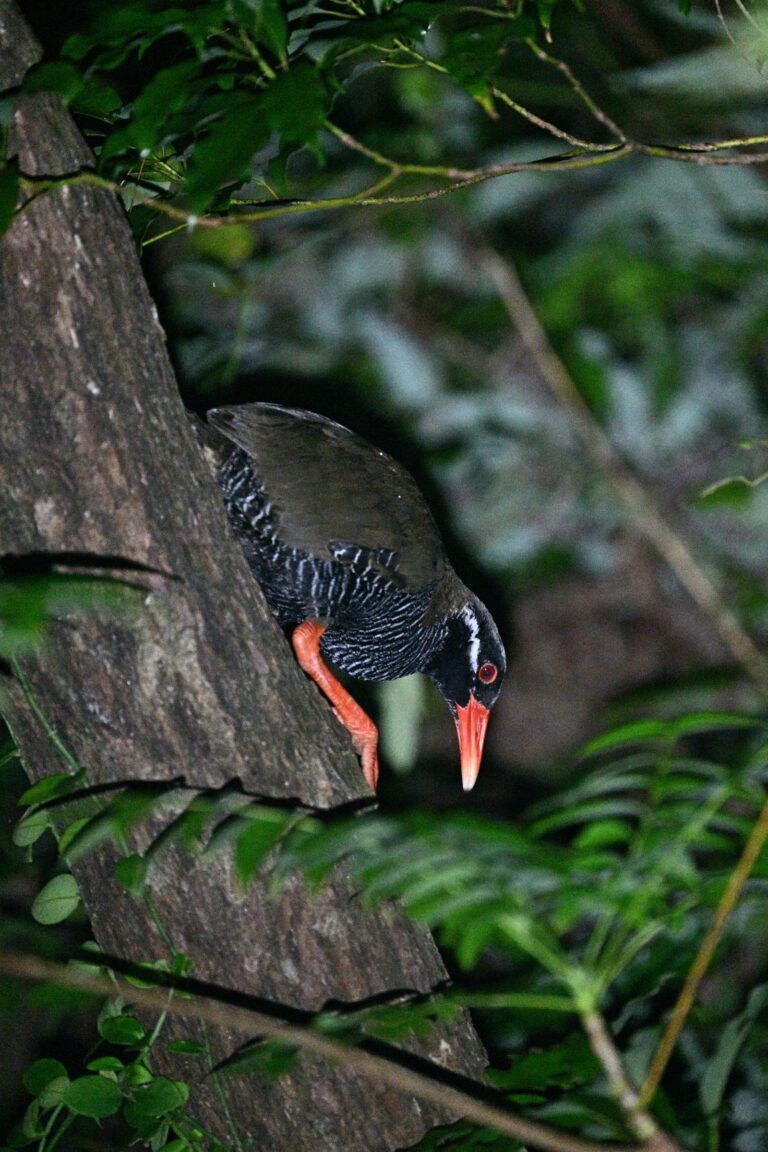 ヤンバルクイナの寝床を探して。