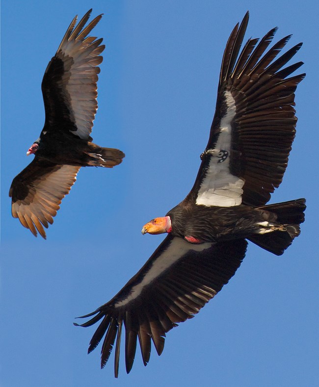 青空を飛ぶ2種の鳥。左上はヒメコンドル、右下は翼タグ付きのカリフォルニアコンドル。翼下面の淡色部と尾の形を見比べる参考写真。撮影：NPS/Gavin Emmons。