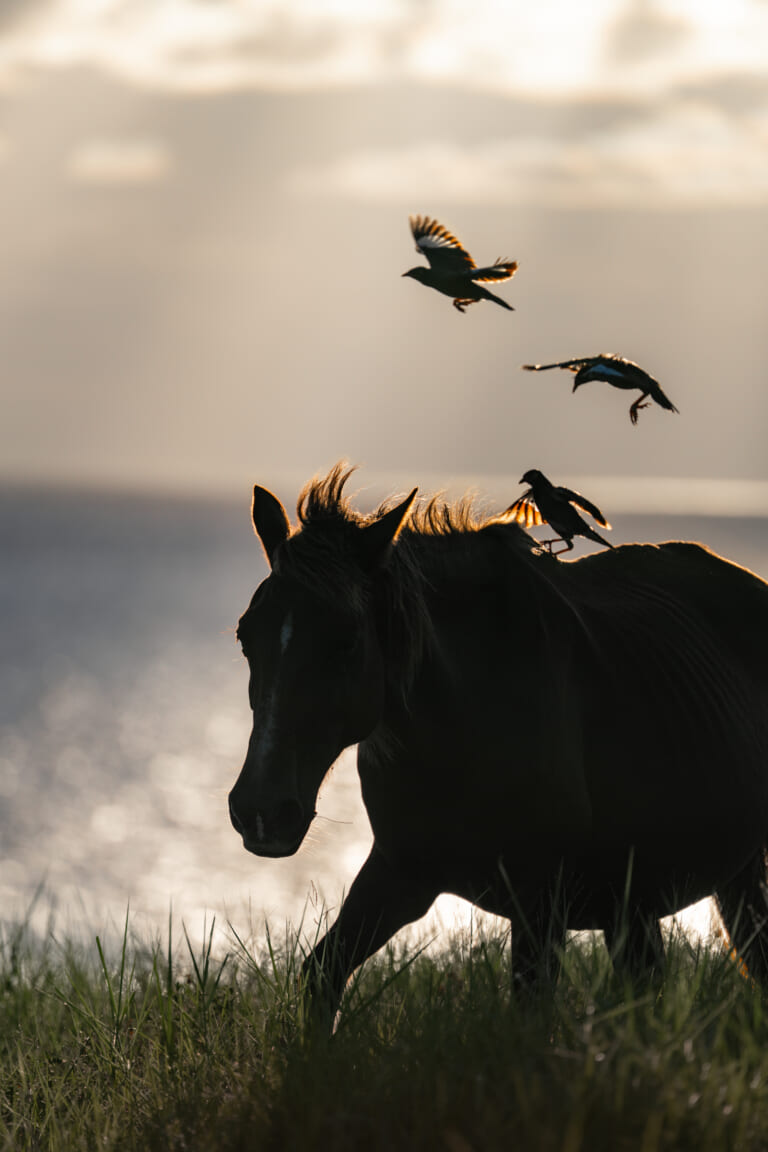 草地にいる黒い馬の背に1羽の鳥がとまり、その上で2羽が翼を広げている。逆光が馬のたてがみと鳥の翼を金色に縁取る縦位置の写真。